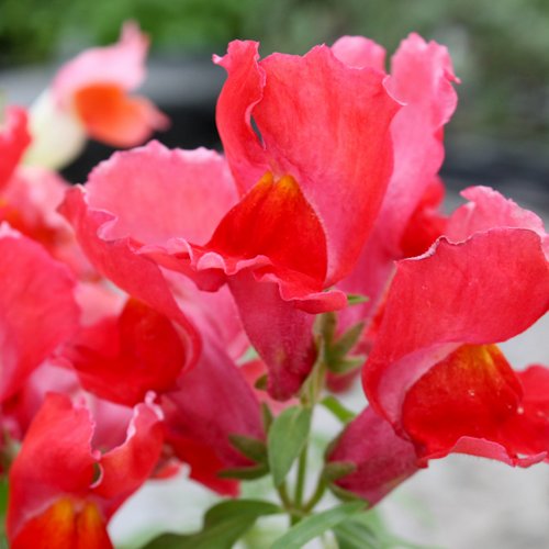 : Антирринум (Львиный зев) FloralShowers Scarlet
