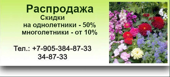 Продажа однолетних и многолетних цветов