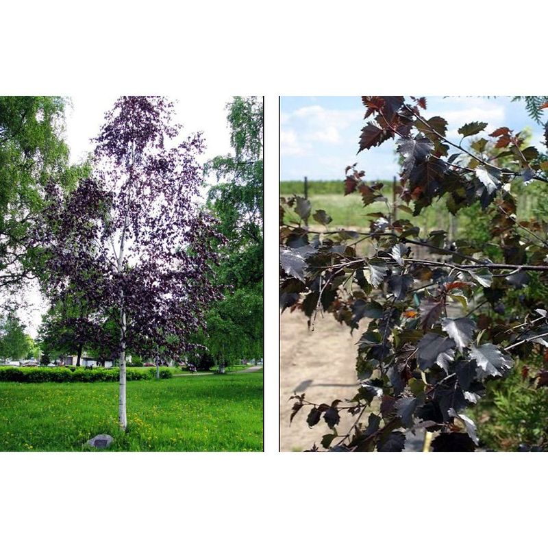Лиственные деревья ленинградской области названия и фото